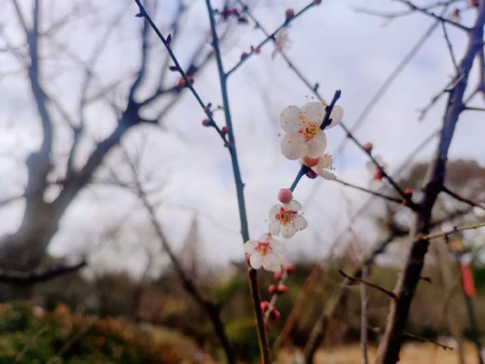 梅花初绽，来林屋梅海寻梅可好？