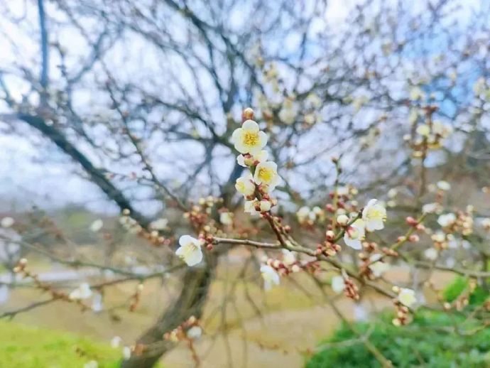 梅花初绽，来林屋梅海寻梅可好？