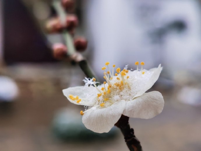 雪落吴中，大美无言！