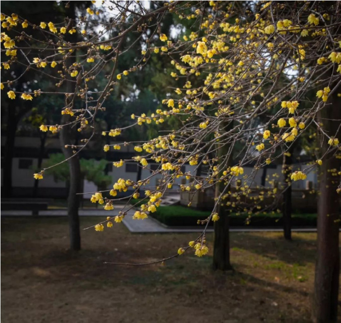 甪直古镇蜡梅花开