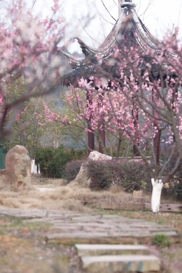 吴中赏梅地——渔洋山