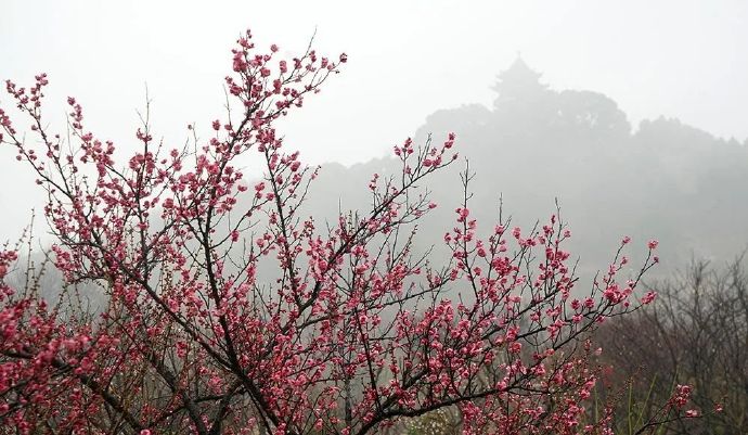 烟雨吴中，宜细嗅梅花淡香
