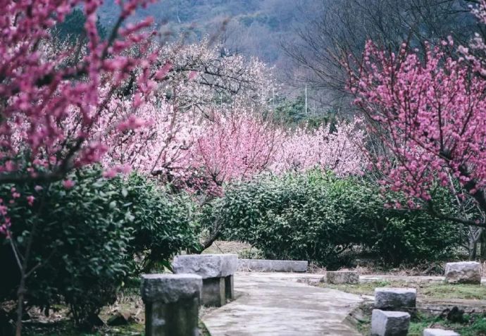 赏梅线路：雨花胜境→紫金庵→三山岛