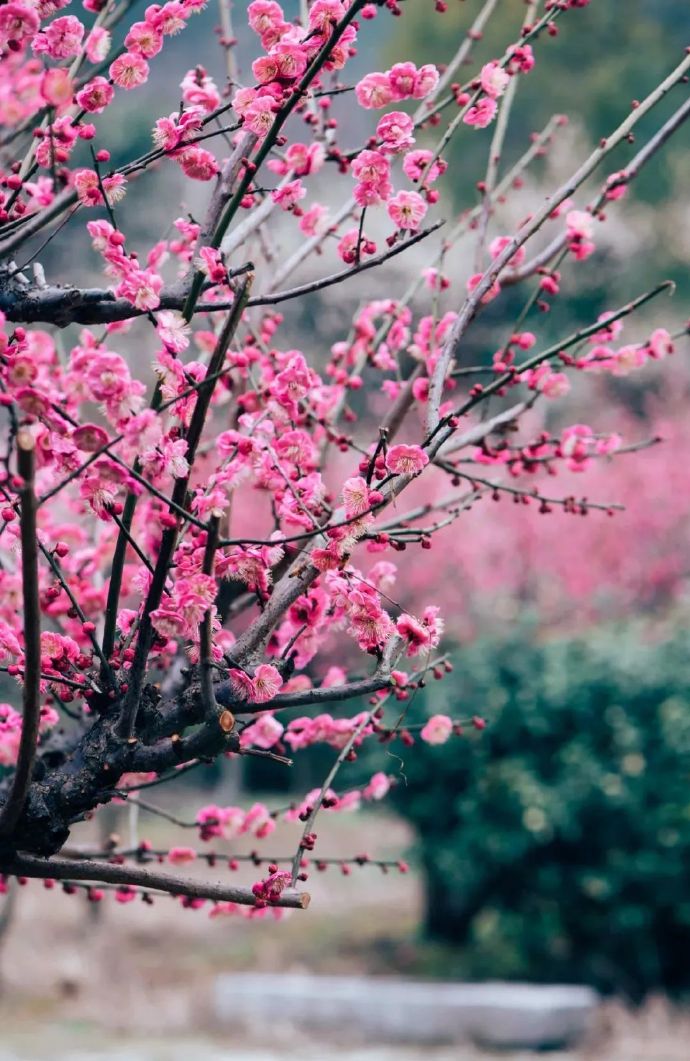 赏梅线路：雨花胜境→紫金庵→三山岛