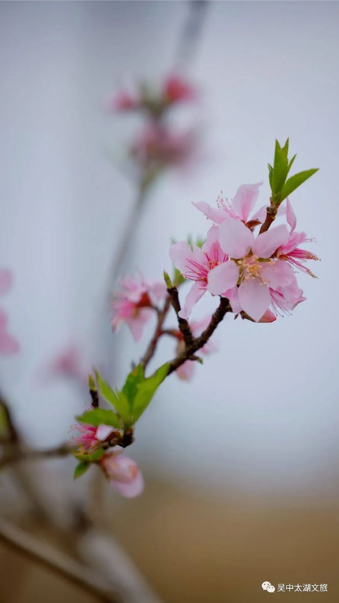 春来花开，撬动春色万千