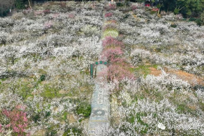 香雪海梅开正盛，春染太湖