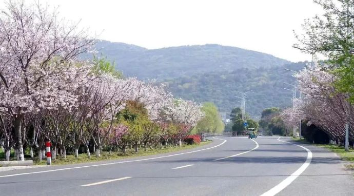 滨湖大道旁梅香四溢