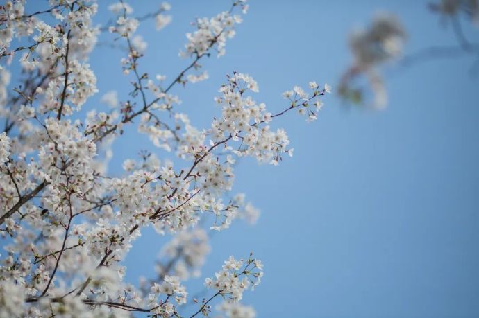 春日百花齐放，赏尽吴中姹紫嫣红
