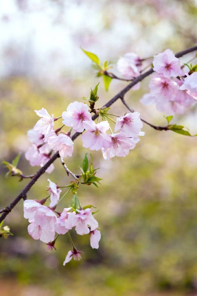 春日百花齐放，赏尽吴中姹紫嫣红