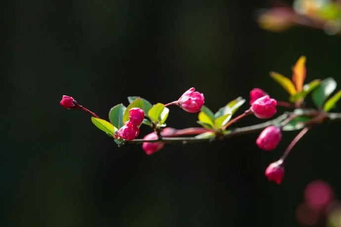 春日百花齐放，赏尽吴中姹紫嫣红