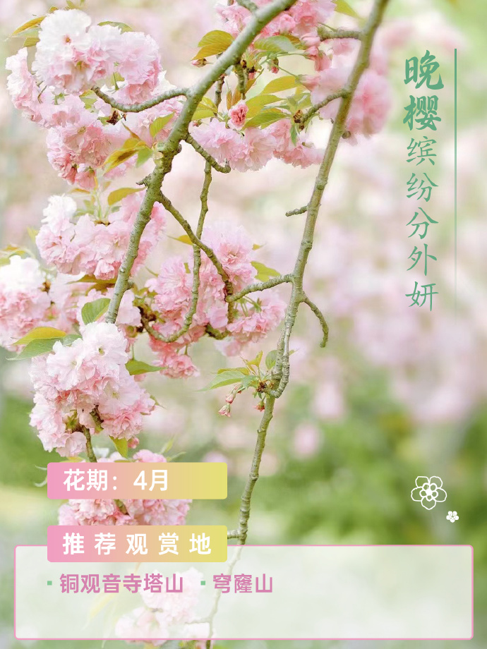 吴中春天的仪式感，从赏花开始~