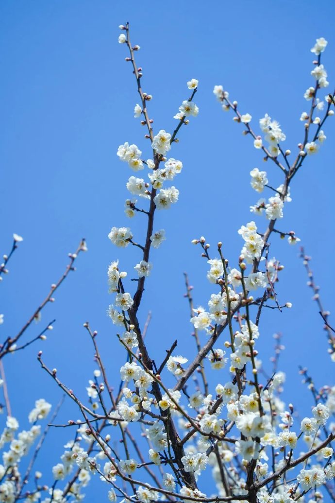 灵岩山馆梅花绽放