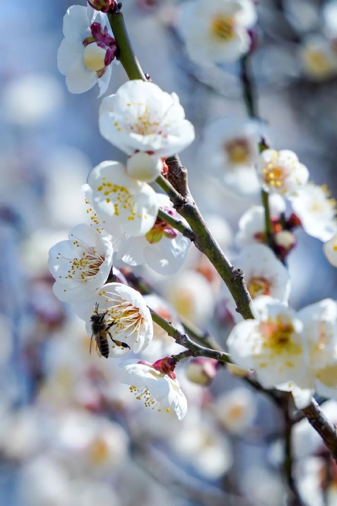 灵岩山馆梅花绽放