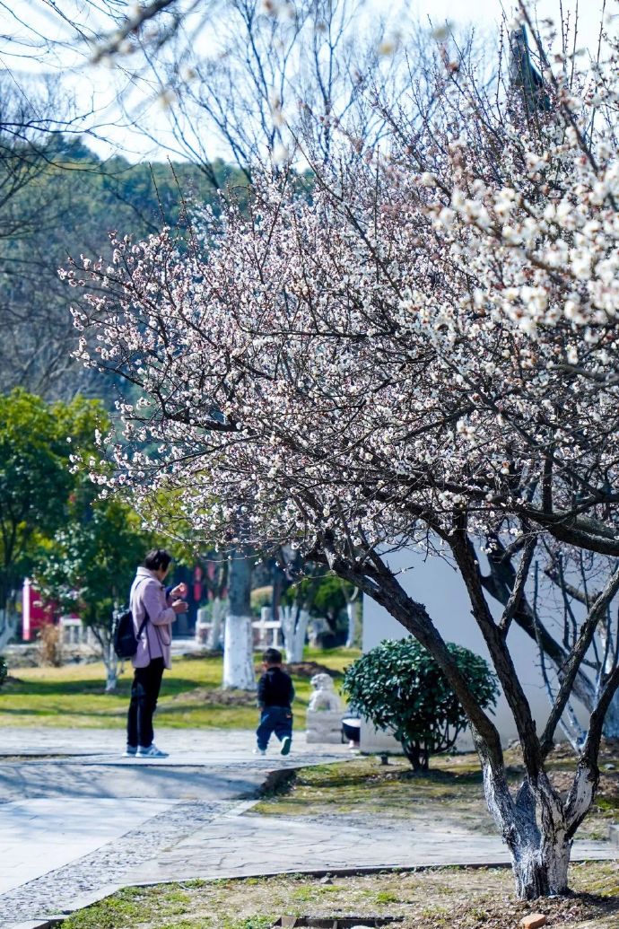 灵岩山馆梅花绽放