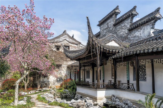 又见陆巷古村玉兰花开