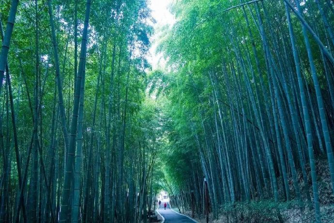 春风十里，不及一抹吴中绿意