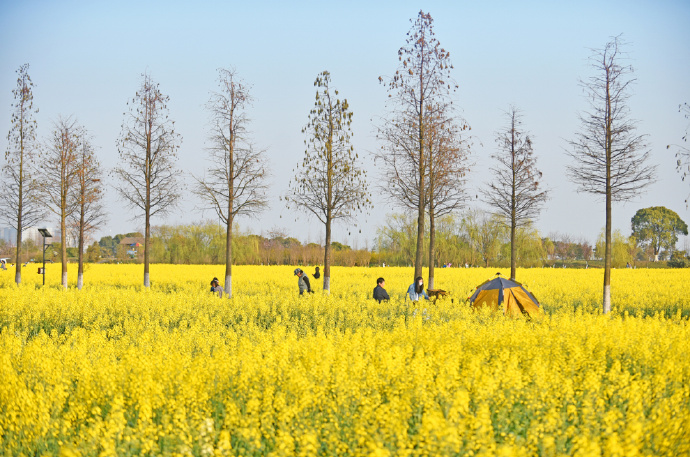 免费观赏！暖村油菜花海已开