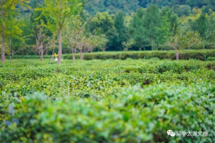 春茶采摘忙，一起泡在旺山的茶园里
