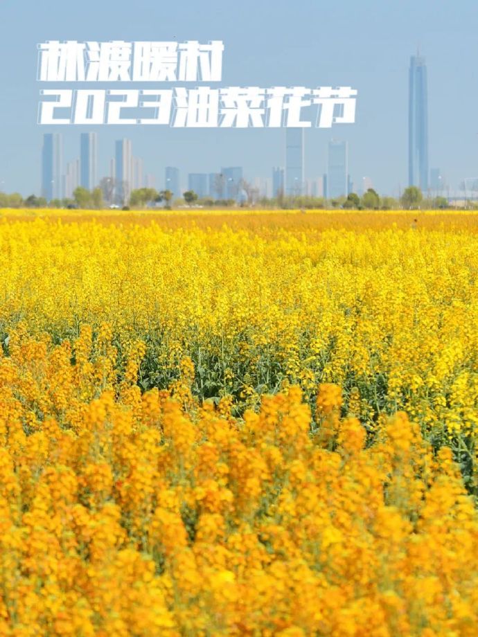 林渡暖村2023年油菜花节来啦！