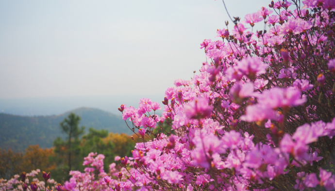 莫厘峰巅，杜鹃花开满山红