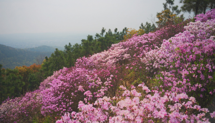 莫厘峰巅，杜鹃花开满山红