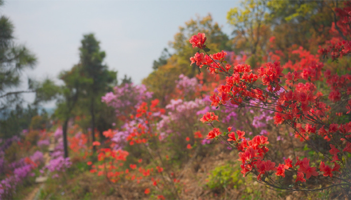 莫厘峰巅，杜鹃花开满山红