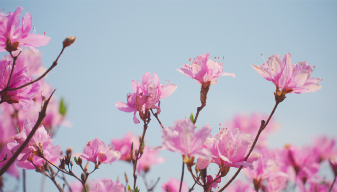 莫厘峰巅，杜鹃花开满山红