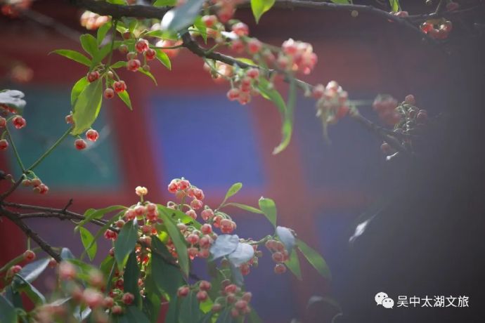 370多岁孩儿莲花又开，可爱依旧！