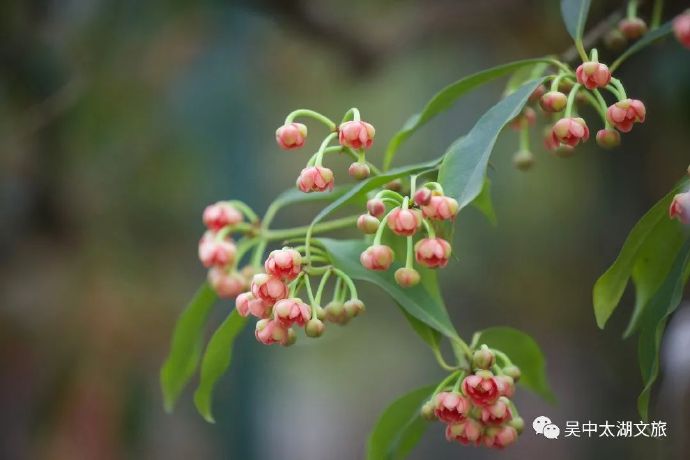 370多岁孩儿莲花又开，可爱依旧！