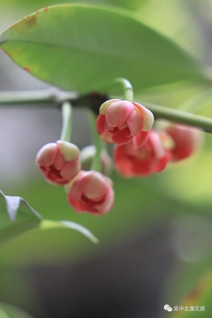 370多岁孩儿莲花又开，可爱依旧！