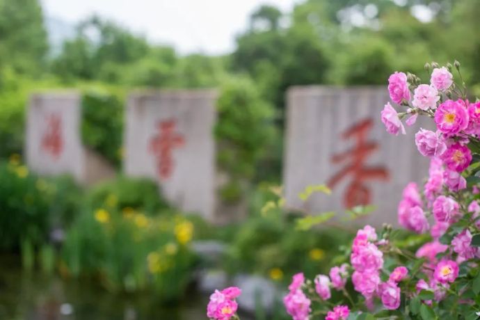香雪海蔷薇花开，芬芳满怀