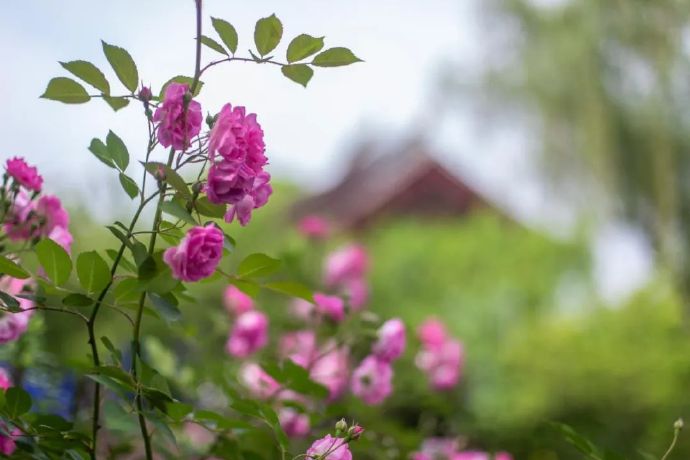 香雪海蔷薇花开，芬芳满怀