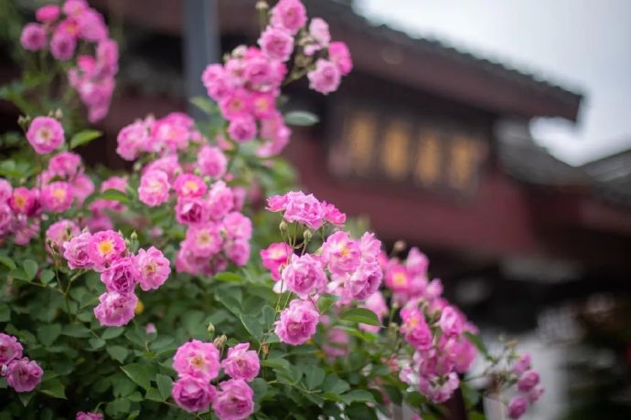 香雪海蔷薇花开，芬芳满怀