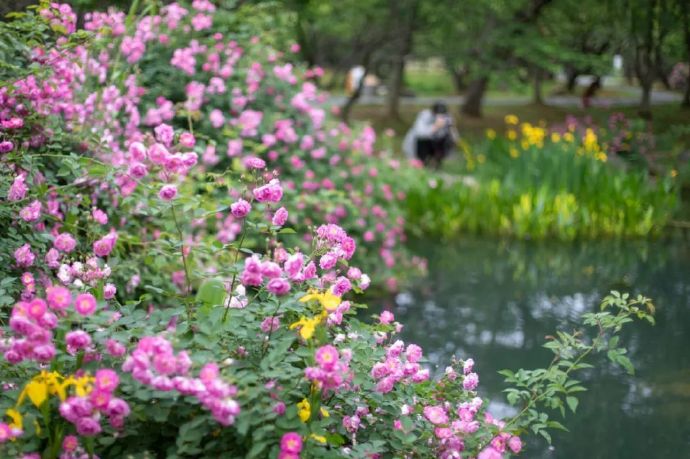 香雪海蔷薇花开，芬芳满怀