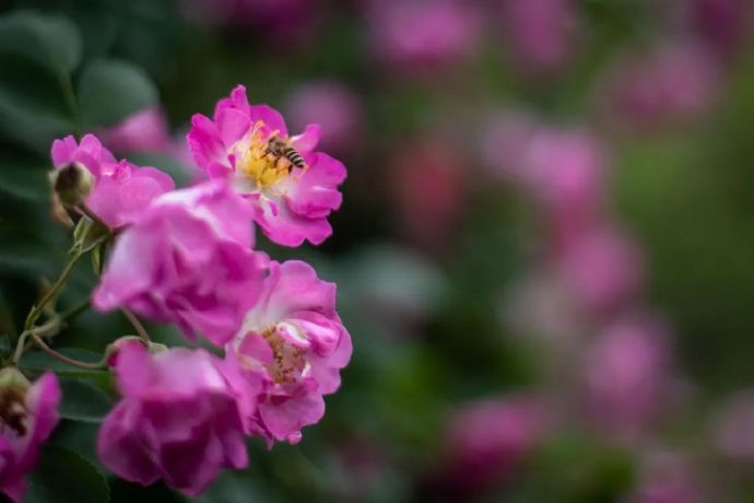 香雪海蔷薇花开，芬芳满怀