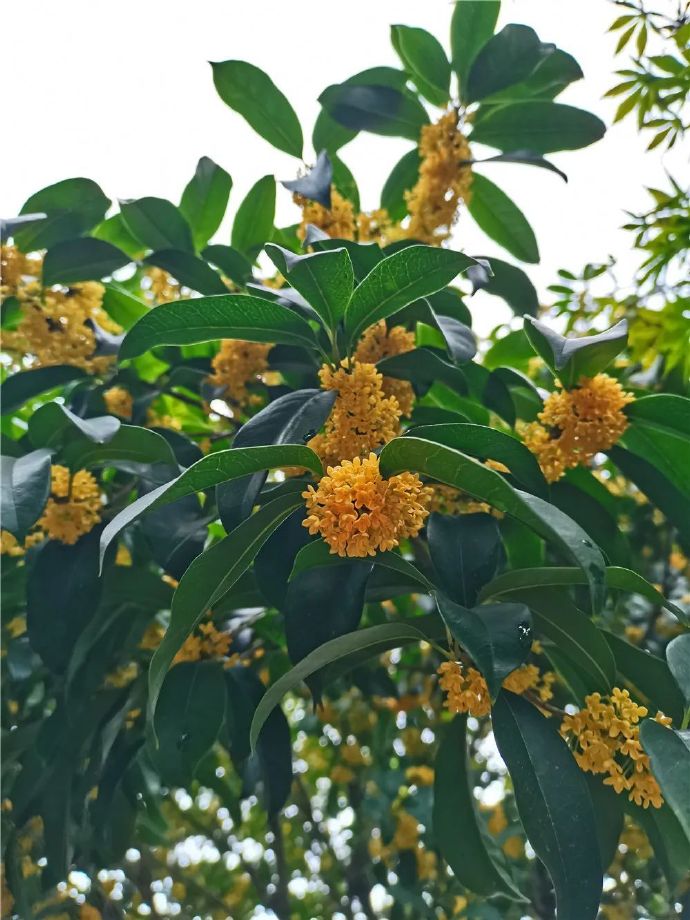 秋至木渎，在哪里可以赏桂花？