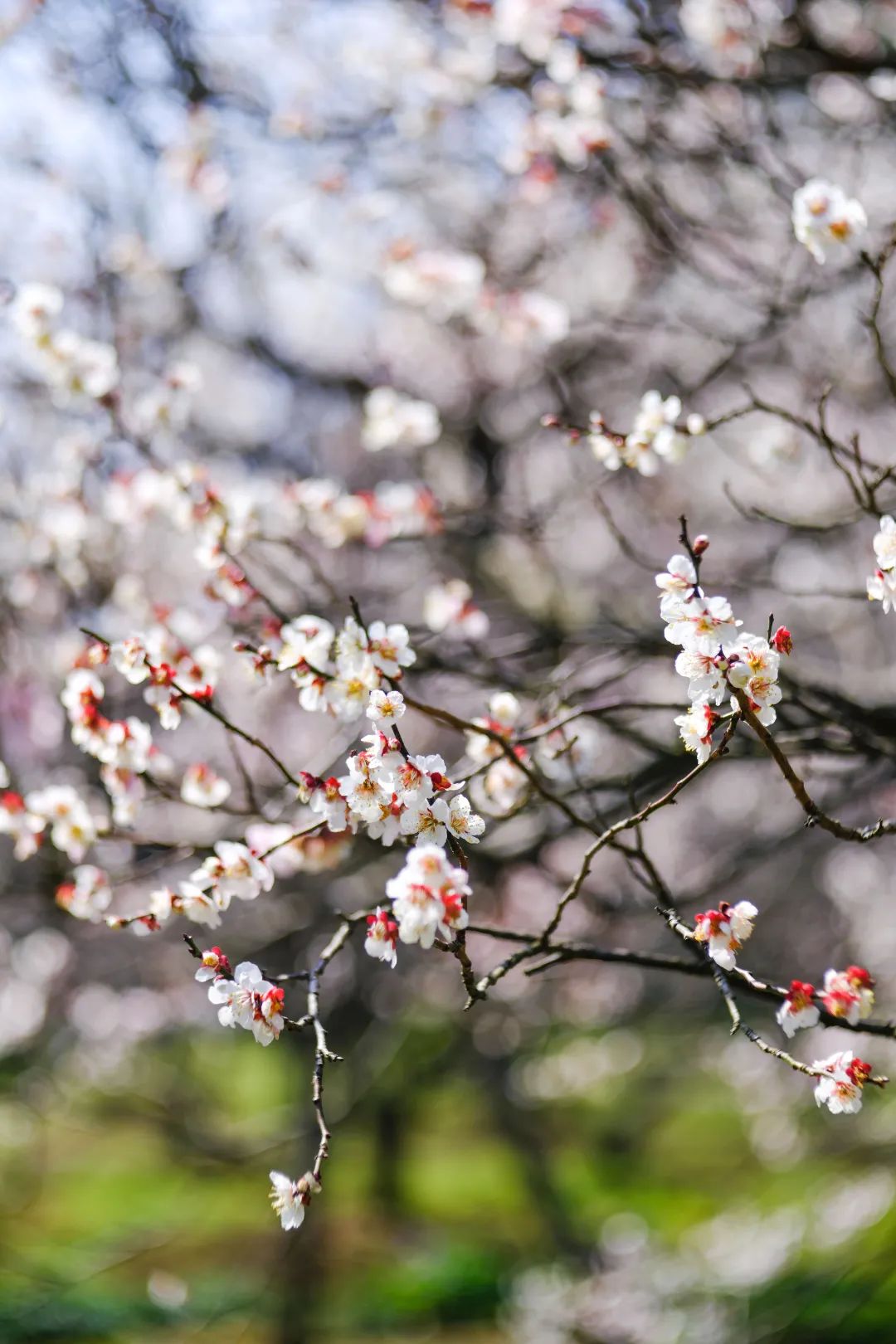春暖花开，等你来！