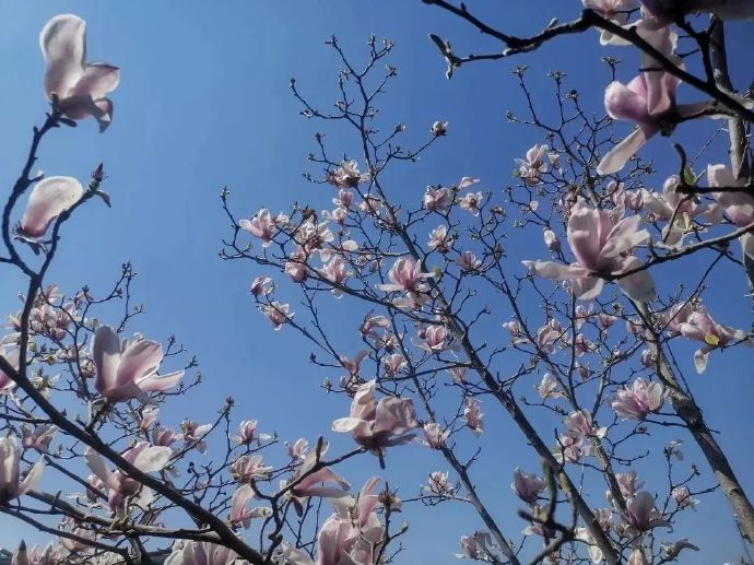 千花百卉争明媚，来甪直赴一场闻香宴