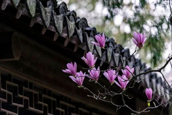 春到穹窿，聆听花开的声音