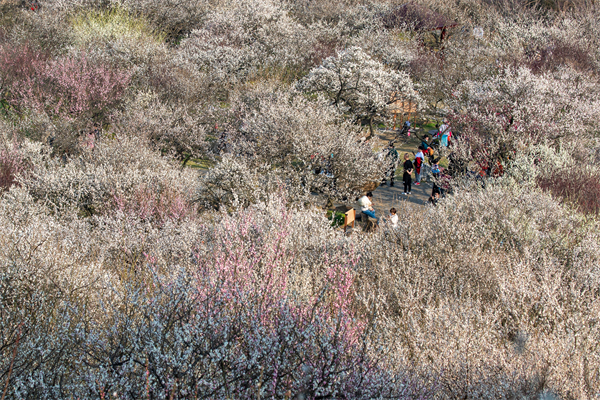 繁花似雪，正是香雪海探梅赏花好时节