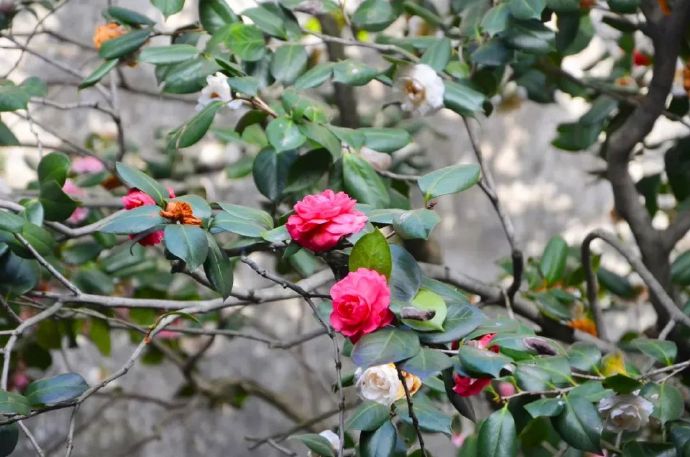 来西山雕花楼赏五色山茶花