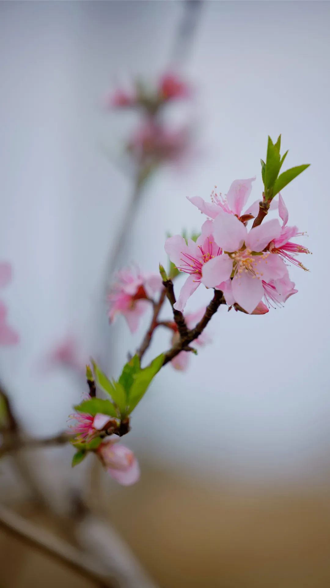 收藏这份赏花指南，奔赴最美春色~