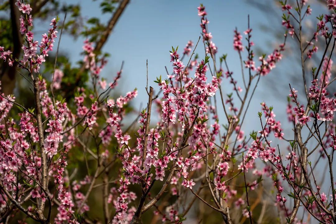 收藏这份赏花指南，奔赴最美春色~