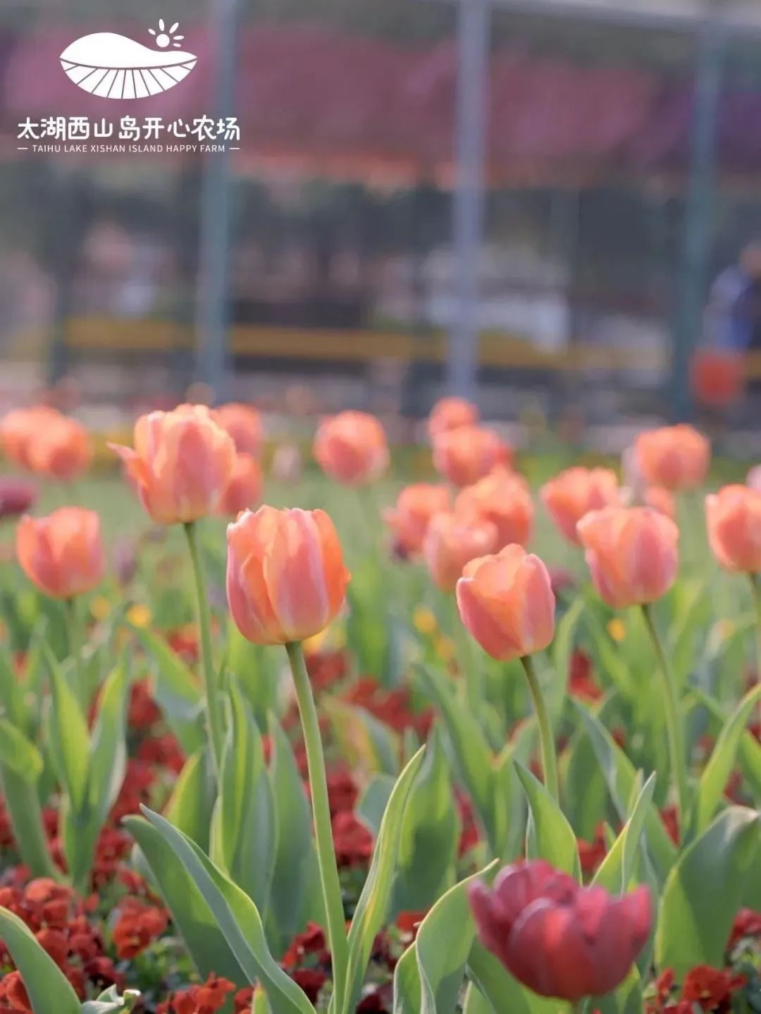 收藏这份赏花指南，奔赴最美春色~