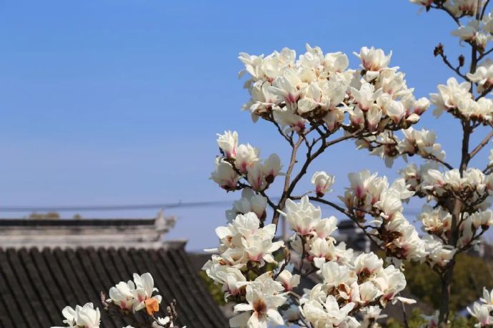 木渎古镇玉兰花儿朵朵开