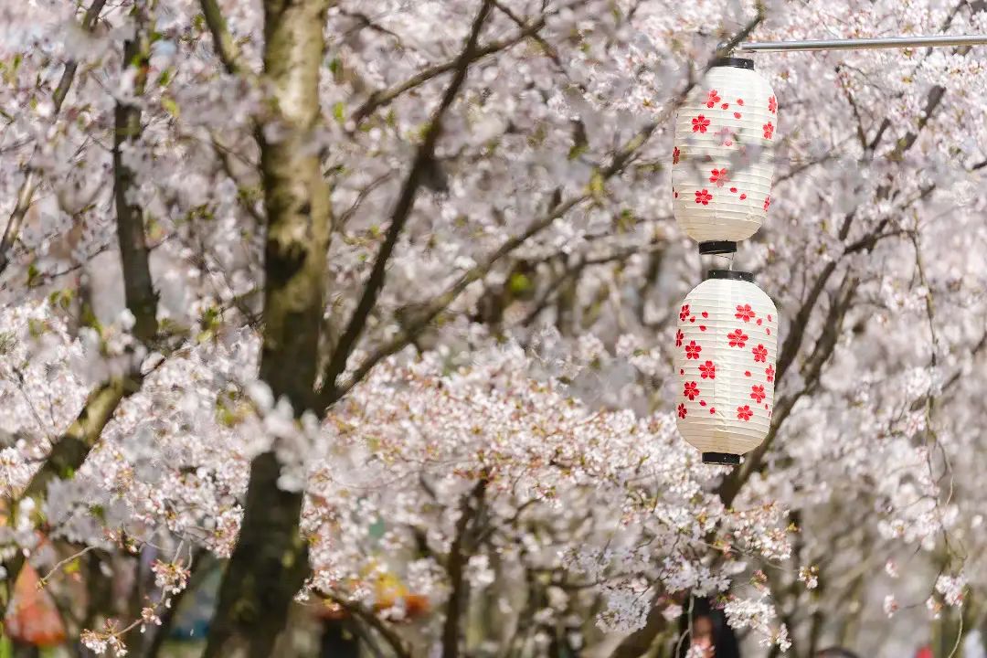 我想开了！春的浪漫，樱花最懂~