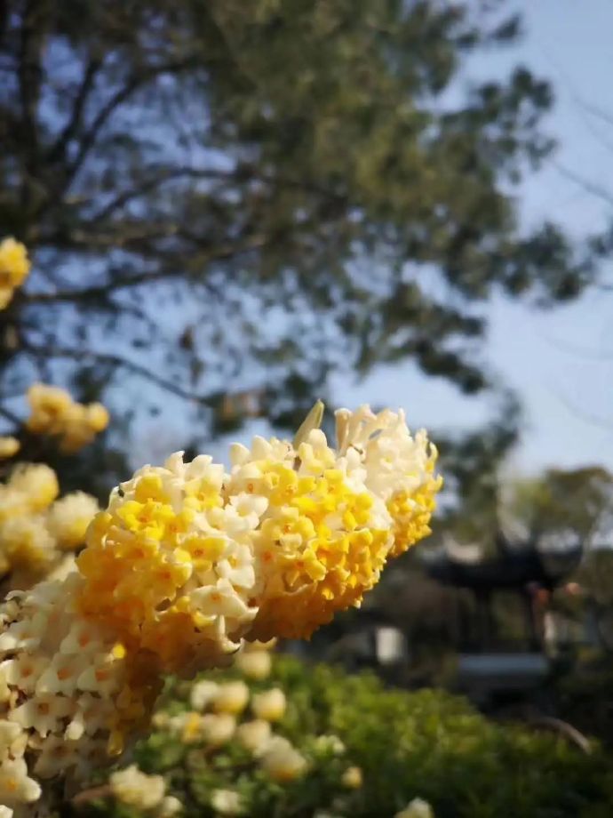 木渎古镇结香花开，一起去闻香赏花吧！