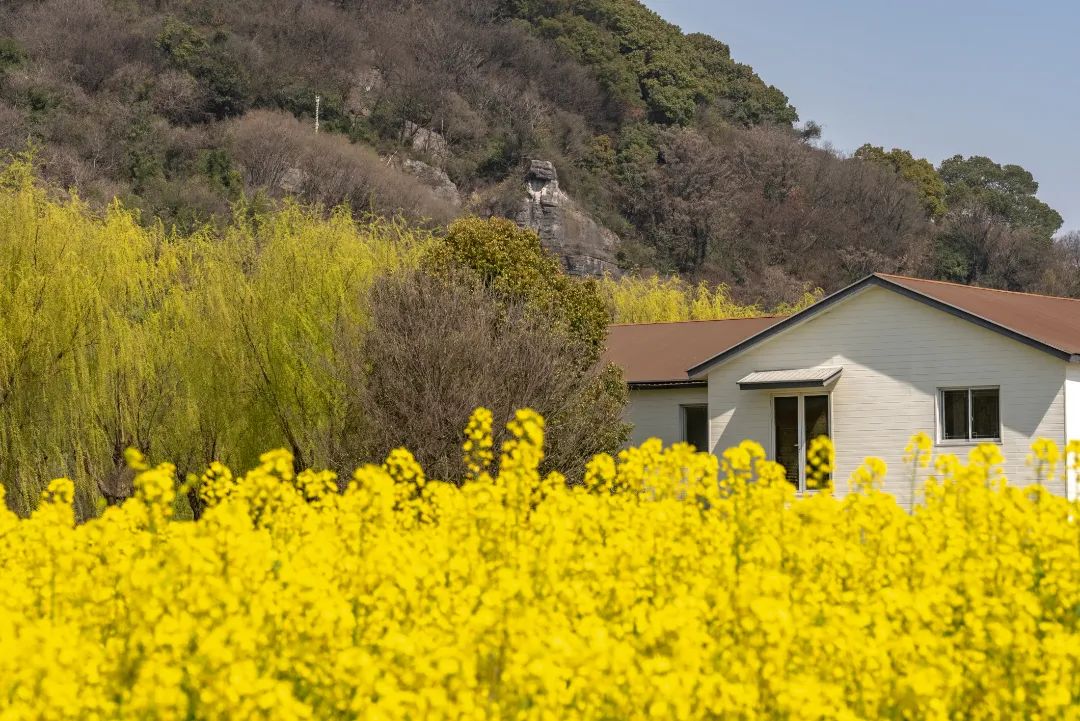 油菜花已开，等你来入镜~