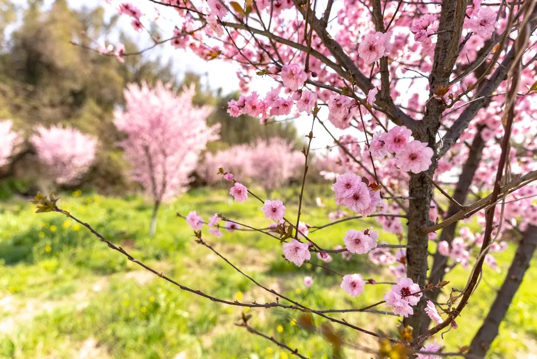 油菜花已开，等你来入镜~