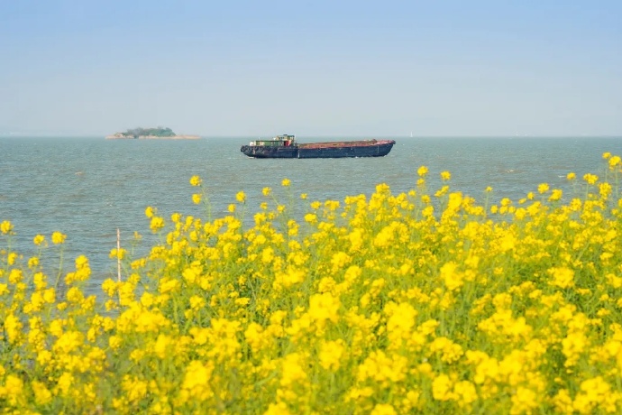 这些地方油菜花已上线！浪漫大片等你来拍